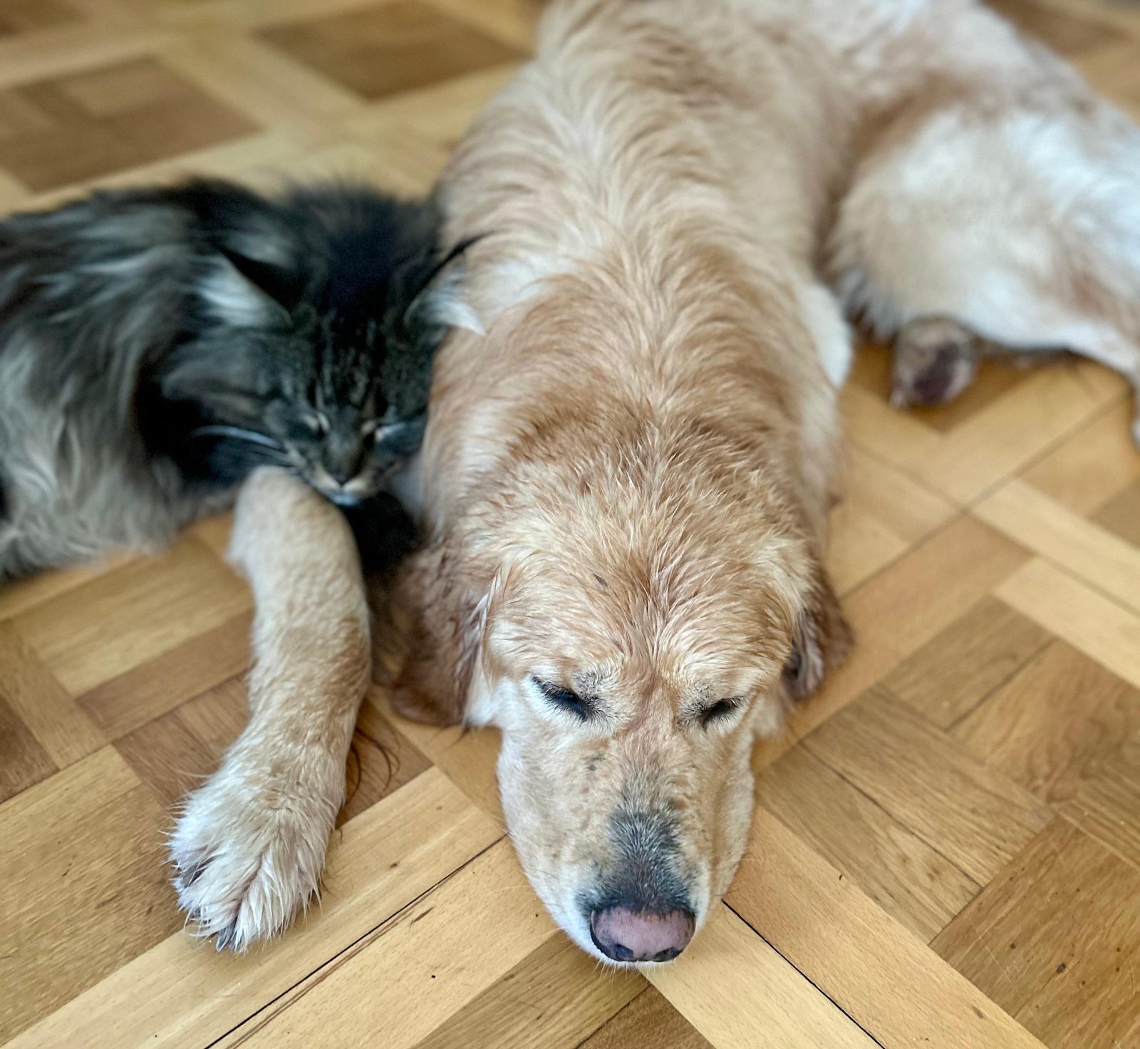 Un golden retriever et un chat maine coon endormis l'un contre l'autre — le lien de cœur à cœur, au quotidien