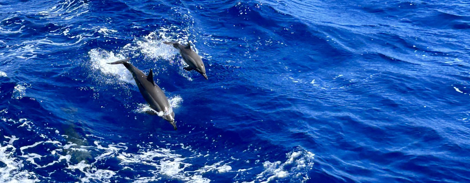 Deux dauphins bondissant — la joie d'un lien de cœur à cœur qui traverse la distance