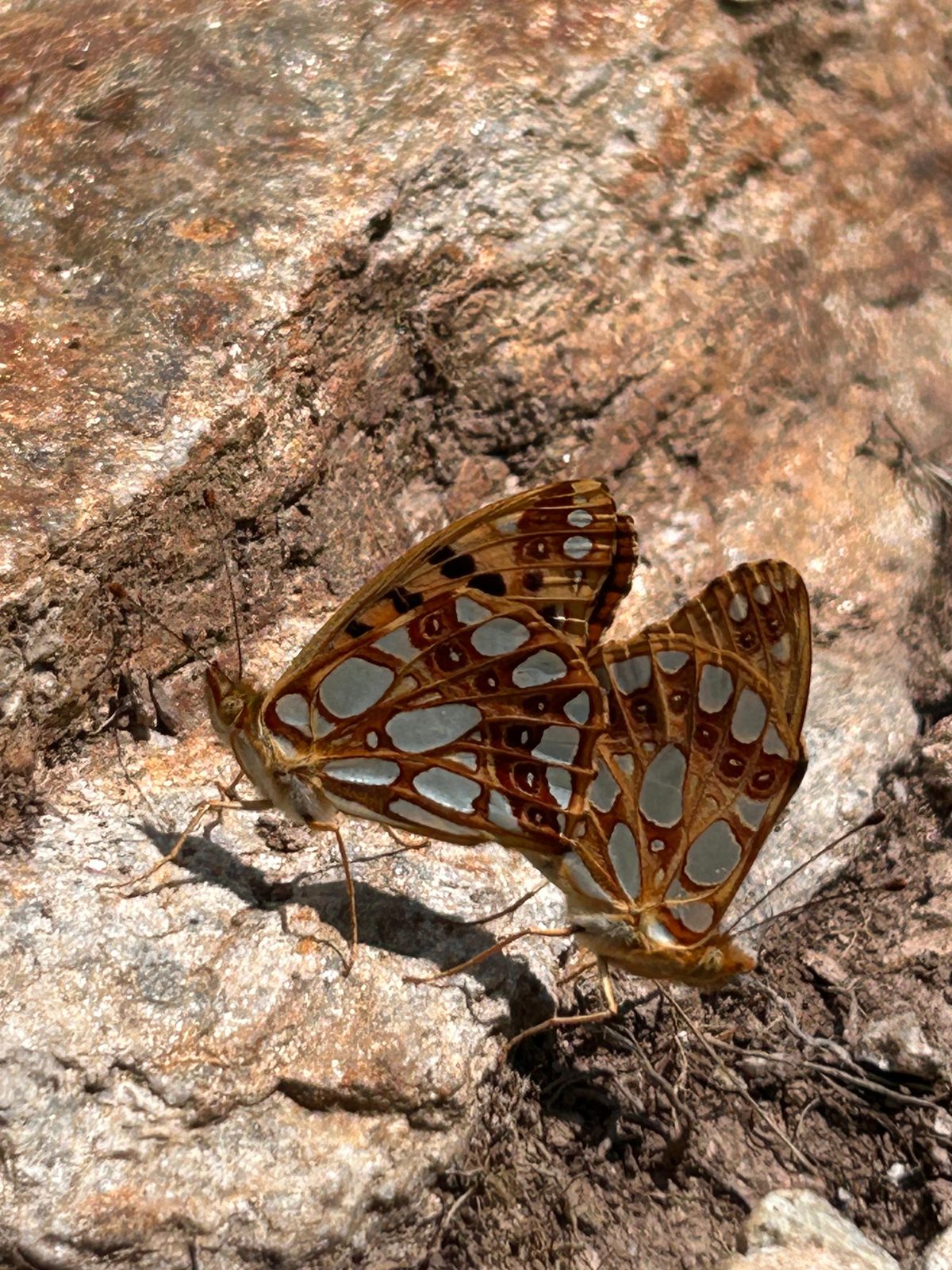 Deux papillons nacrés posés sur la roche — symbole de transformation et de renaissance
