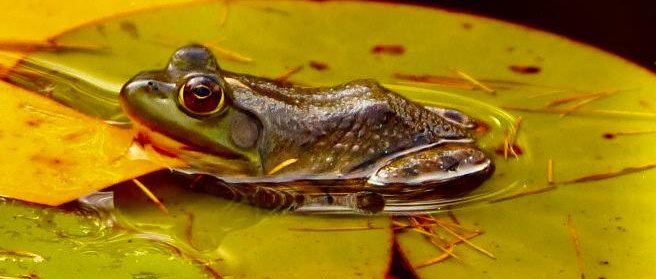 Une grenouille sur un nénuphar — santé naturelle et vitalité du vivant