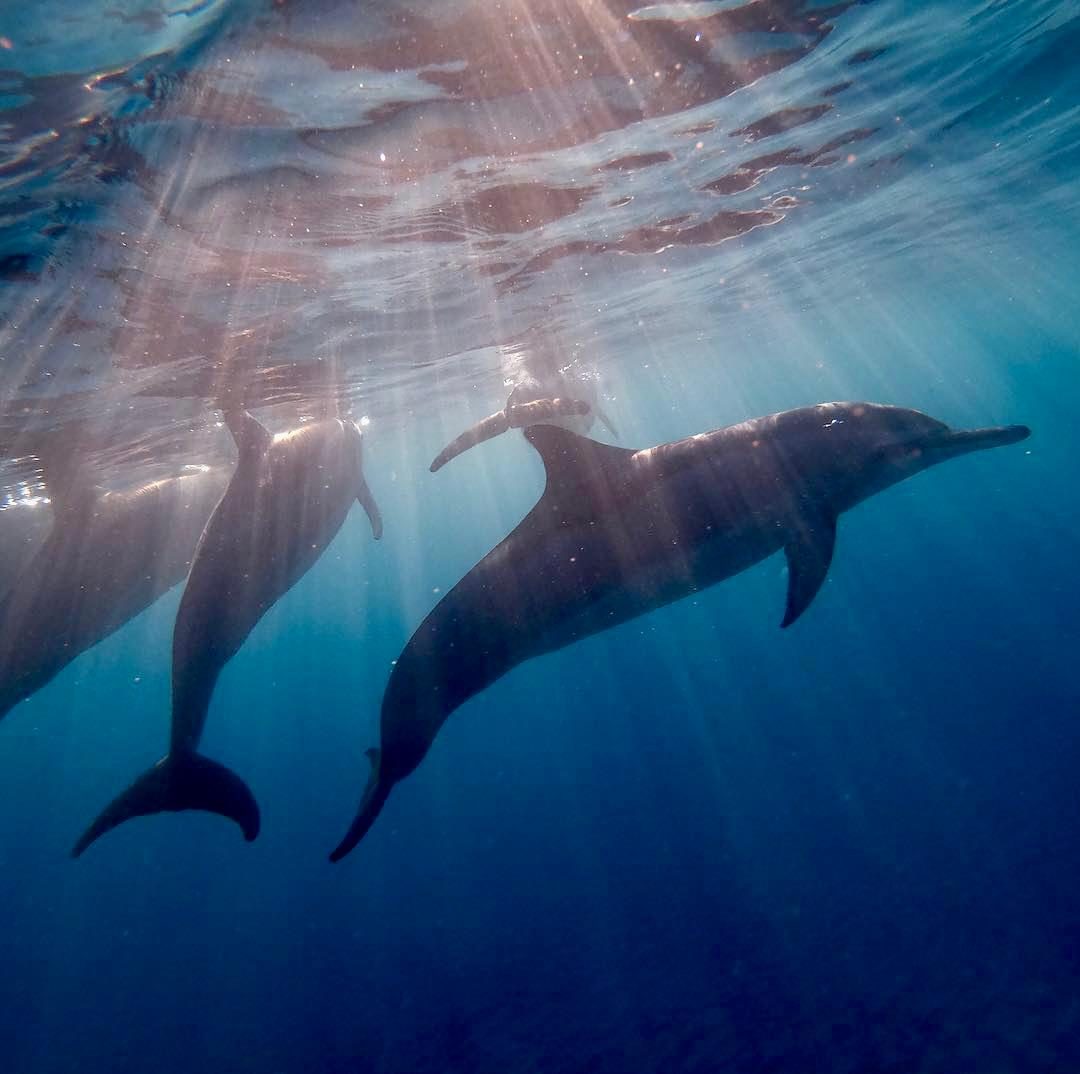 Dauphins nageant dans les rayons de lumière — l'énergie ne connaît pas les kilomètres, le soin voyage jusqu'aux animaux