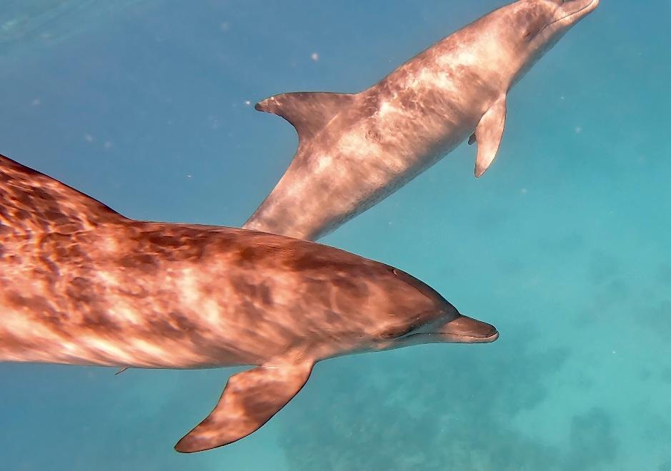Deux dauphins glissent dans la lumière du soleil, en mer Rouge