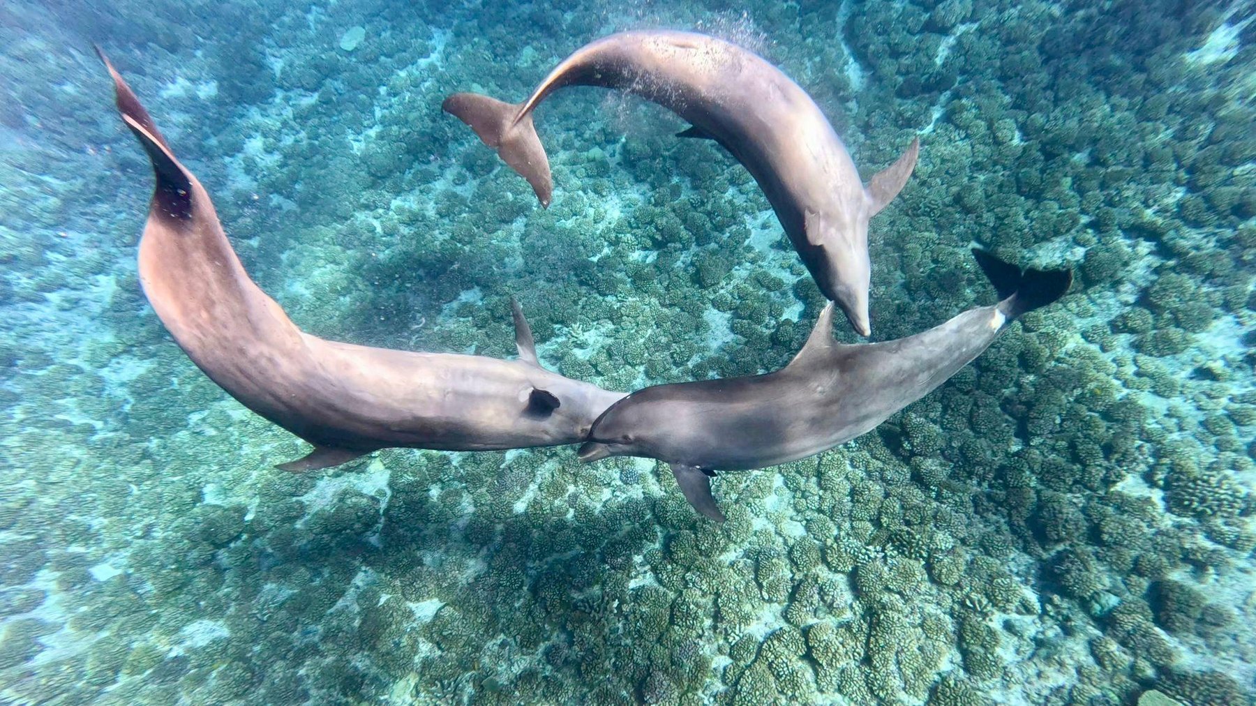 Trois dauphins sauvages tournent ensemble au-dessus du récif corallien de la mer Rouge